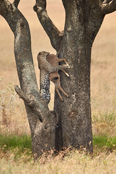 Leopard Climbing Tree With Prey