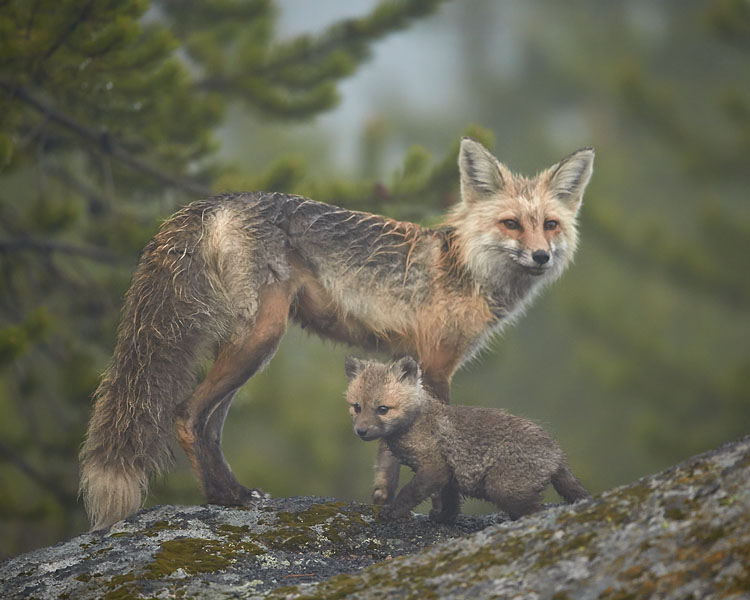 Red Foxes In Fog