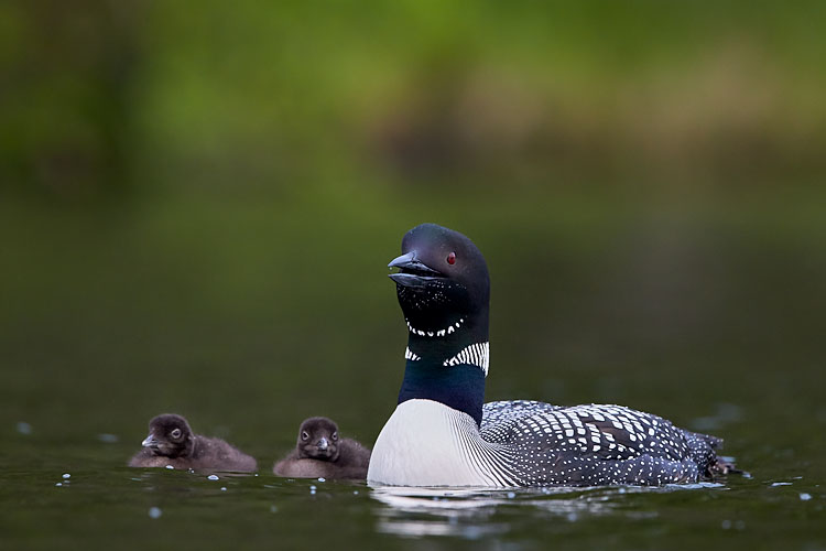 Common Loon Calling With Chicks