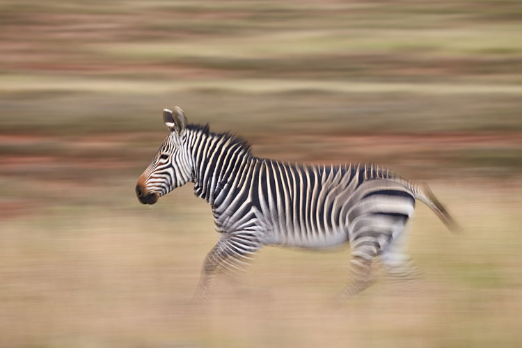 Cape Mountain Zebra Running