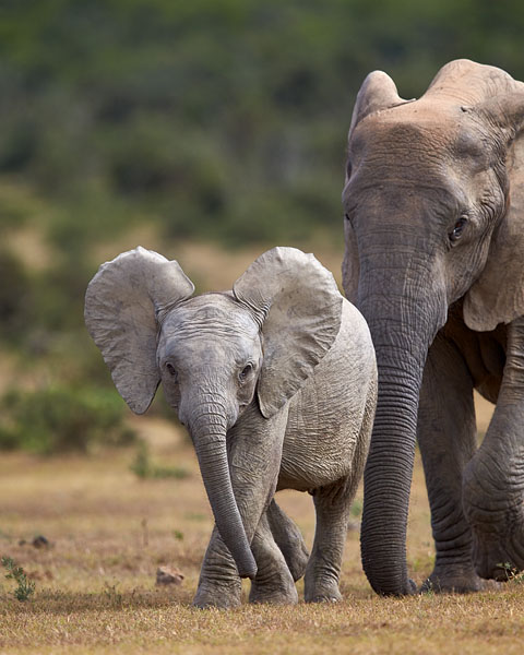 African Elephants