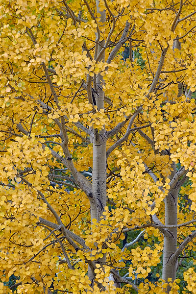 Yellow Aspen