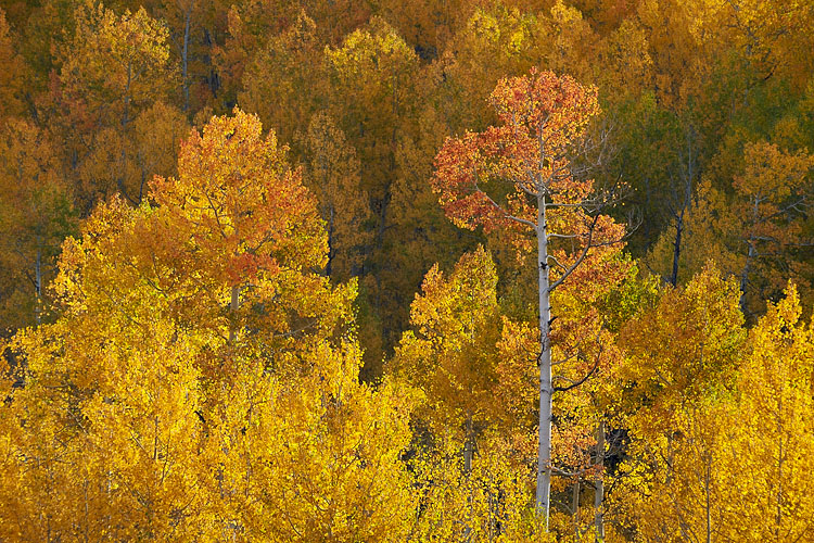Glowing Aspen