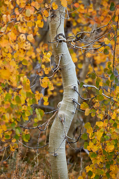 Aspen