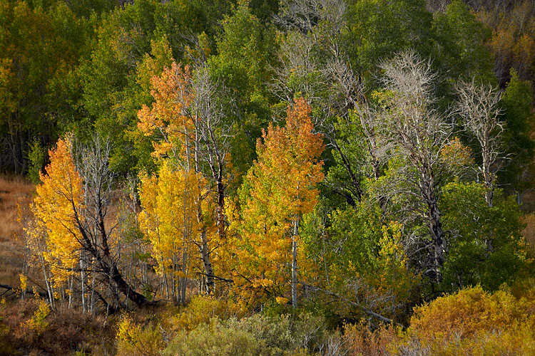 Aspen