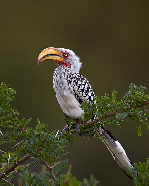 Southern Yellow-Billed Hornbill