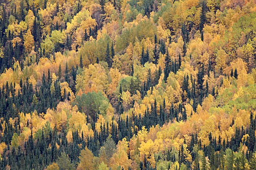 Fall Colors