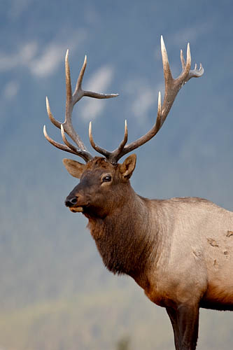 Bull Elk