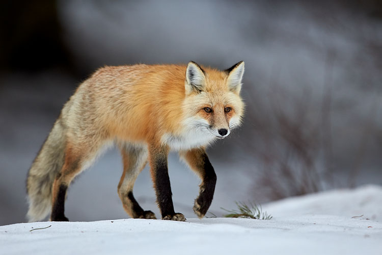 Red Fox