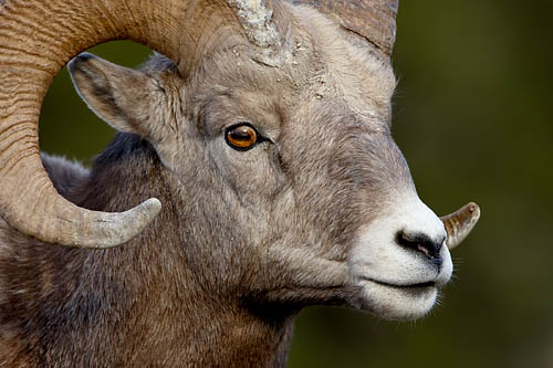 Bighorn Sheep Ram