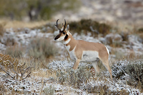 Pronghorn Buck
