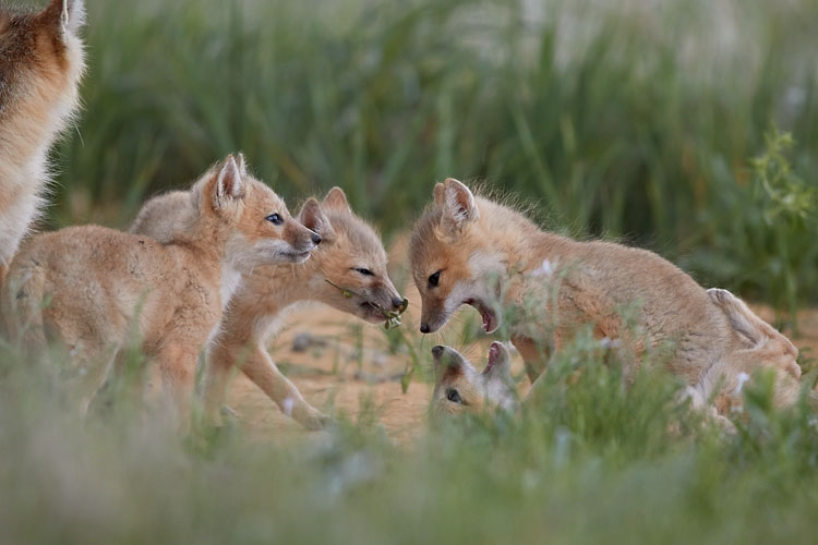Four Swift Fox Kits