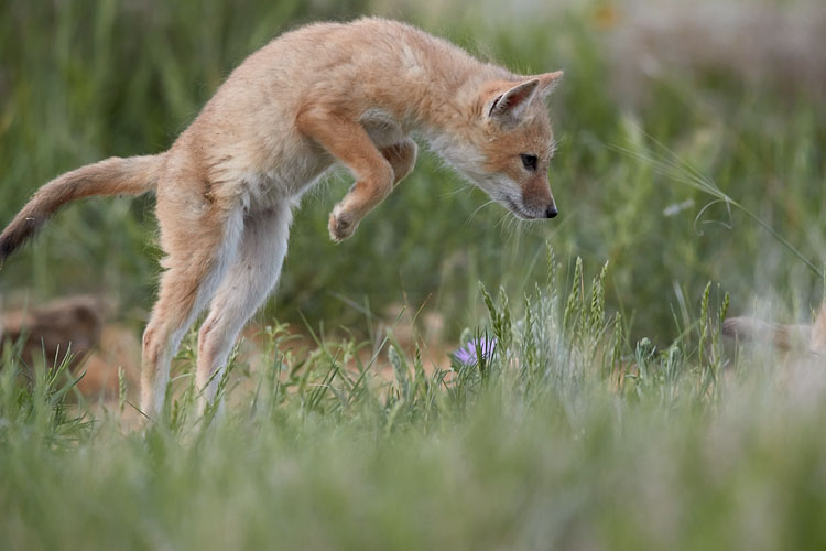Swift Fox Kit Pouncing