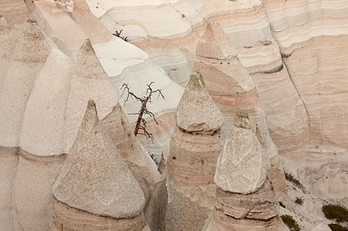 Dead Tree Among Tent Rocks