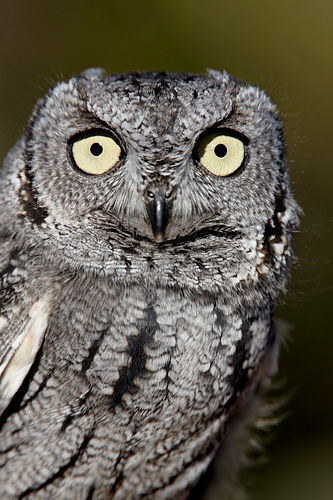 Western Screech-Owl