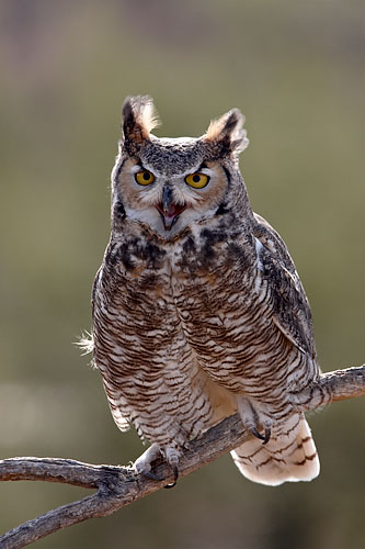 Great Horned Owl