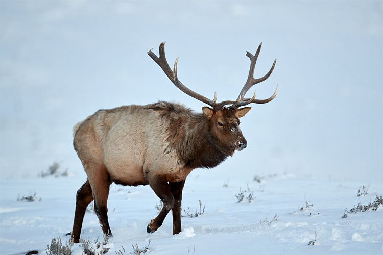 Bull Elk