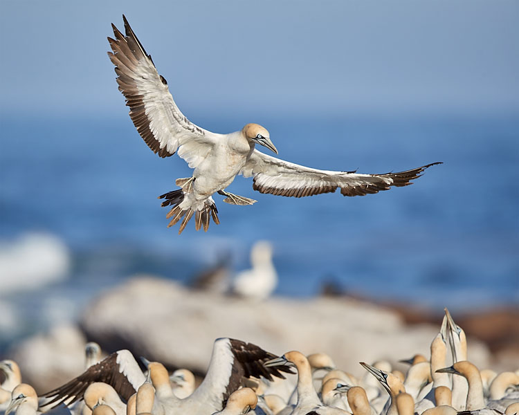 Cape Gannet On Final Approach To Landing