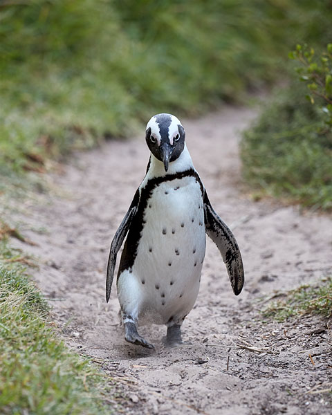 African Penguin