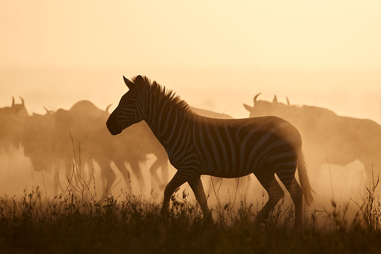 Common Zebra and Blue Wildebeest