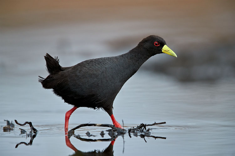 Black Crake
