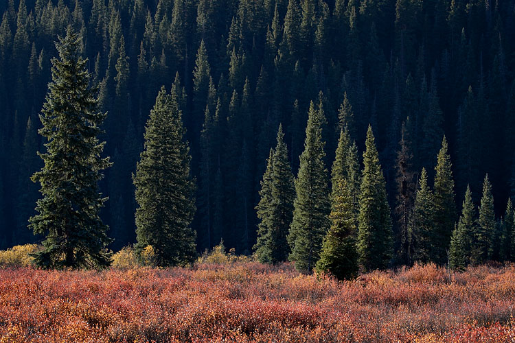 Evergreens And Willows