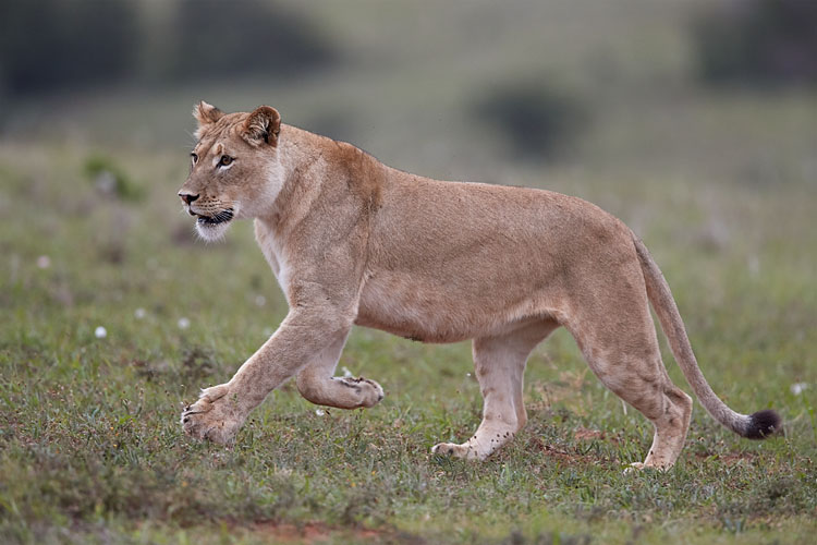 Lioness Running