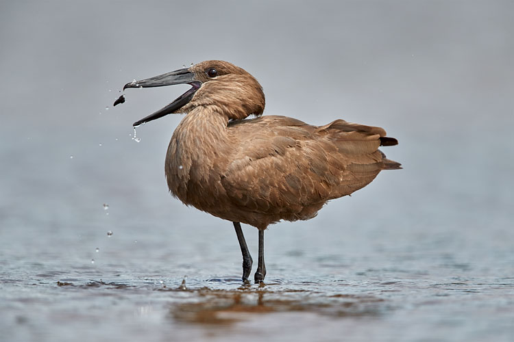 Hamerkop Flipping Potential Food