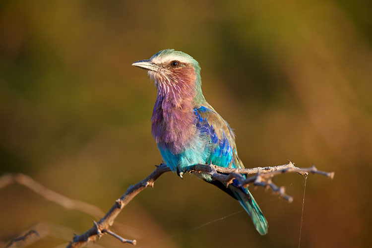 Lilac-Breasted Roller