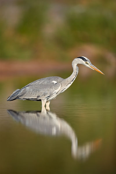 Gray Heron