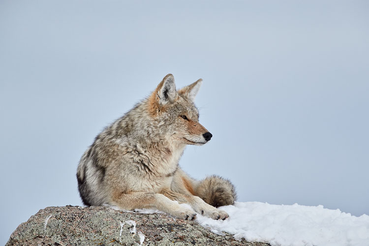 Coyote In Winter