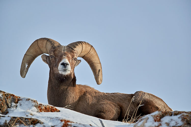 Bighorn Ram In Winter