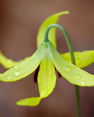 Glacier Lily