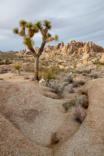 Joshua Tree