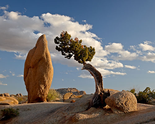 Juniper And Boulder