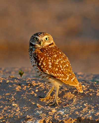 Burrowing Owl