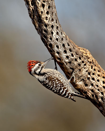 Ladder-Backed Woodpecker