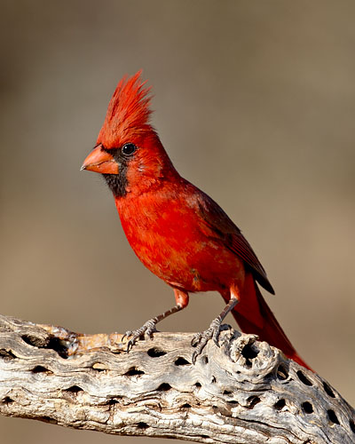 Male Northern Cardinal