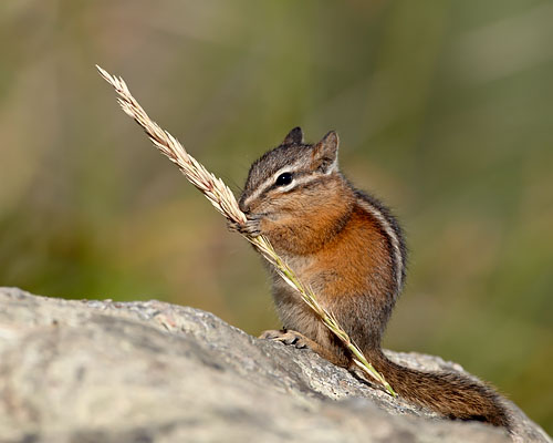 Yellow Pine Chipmunk