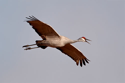 Sandhill Crane