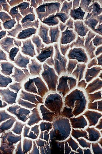 Dryad Saddle Detail