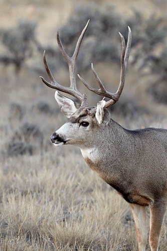 Mule Deer Buck