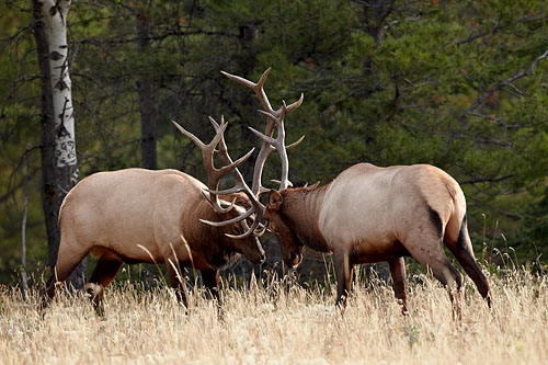 Bull Elk Sparring