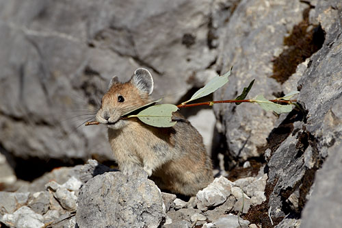 American Pika