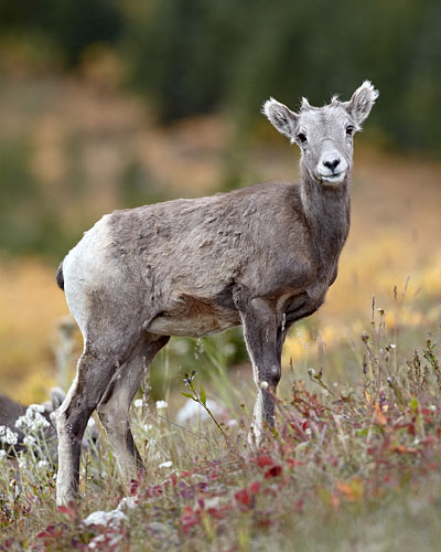 Bighorn Sheep Lamb