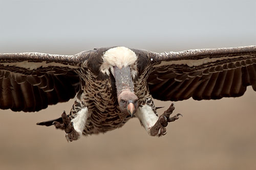 Rüppell's Griffon Vulture