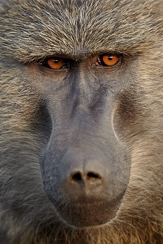 Olive Baboon