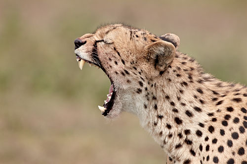 Cheetah Yawning
