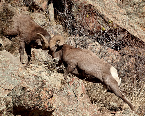 Bighorn Rams Fighting