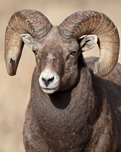 Bighorn Ram